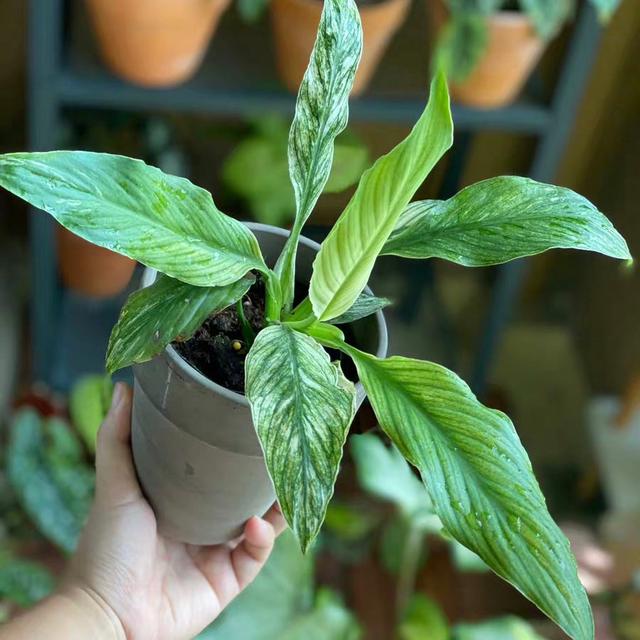 Peace Lily ( Spathiphyllum Sensation Variegated )