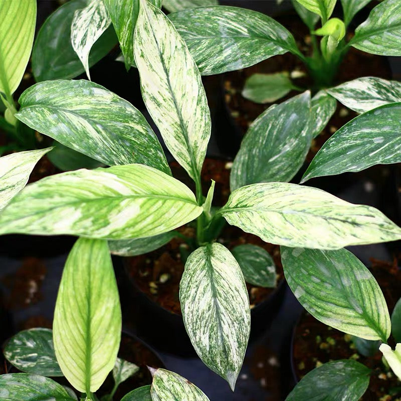 varigated peace lily Peace Lily ( Spathiphyllum Sensation Variegated ) for Sale