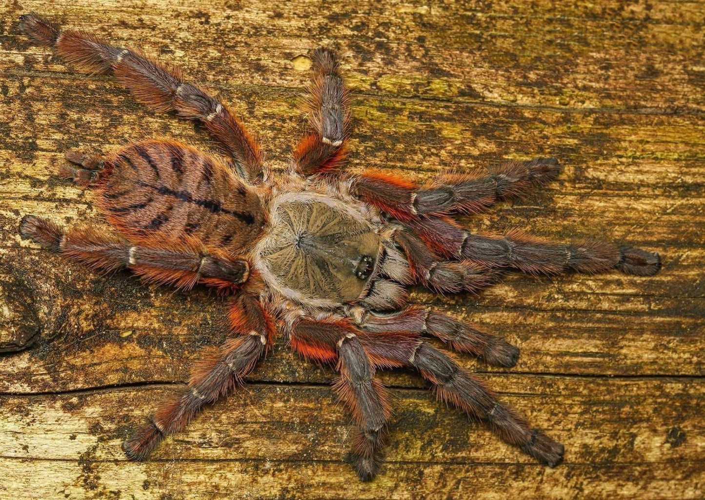 Peach Earth Tiger Tarantula (Phormingochilus sp rufus)
