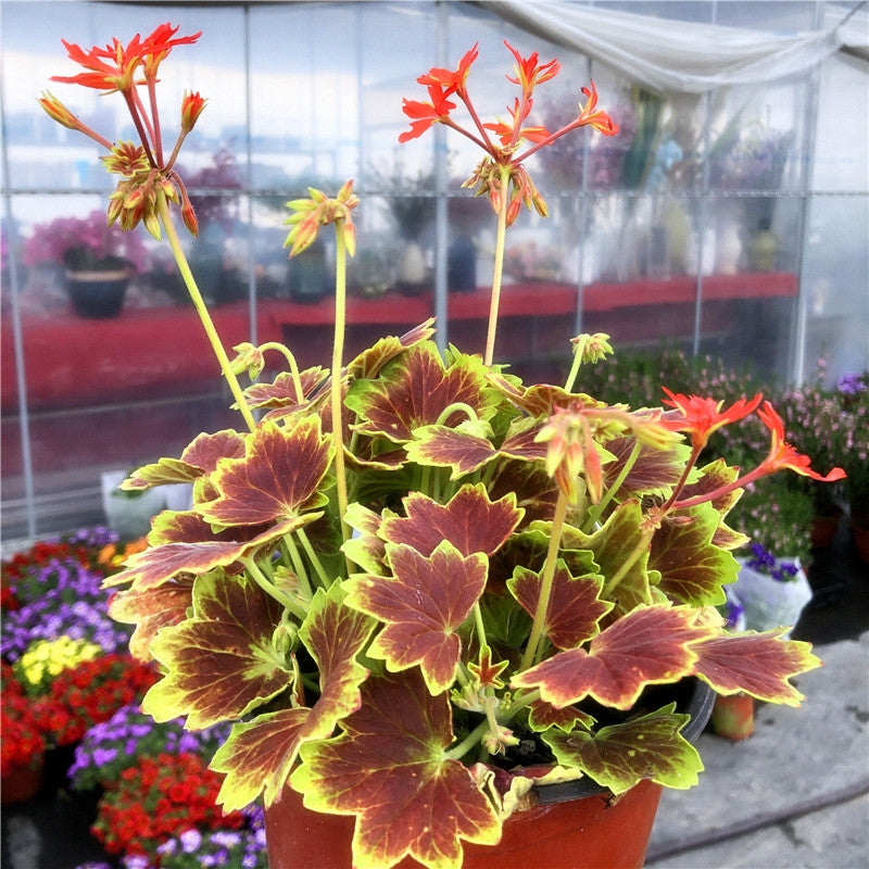 Pelargonium ' Vancouver centennial '