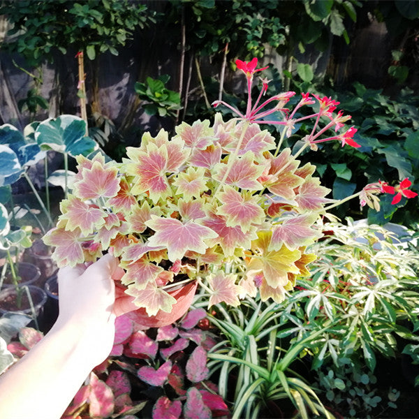 Pelargonium ' Vancouver centennial '