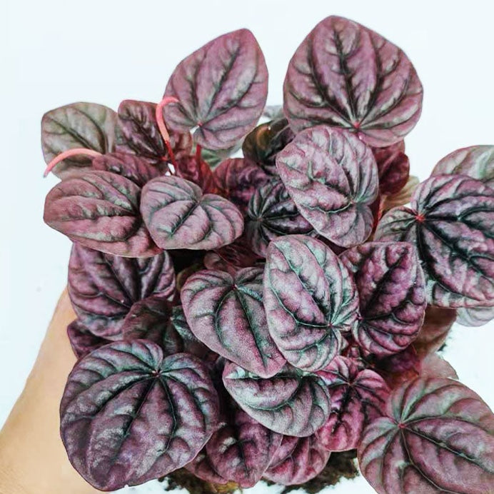 Peperomia caperata ' red '