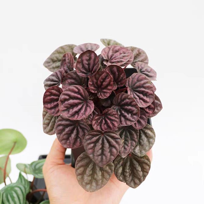 Peperomia caperata ' red '