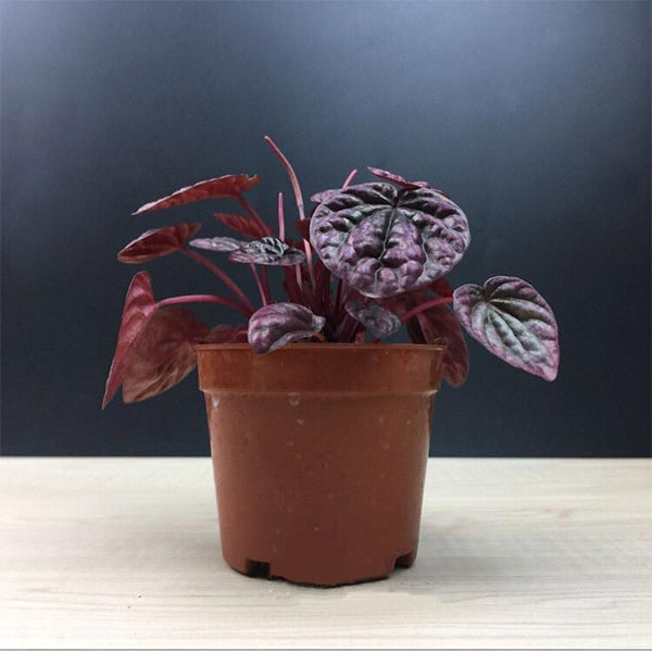 Peperomia caperata ' red '