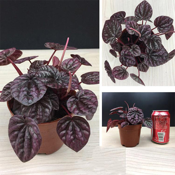 Peperomia caperata ' red '