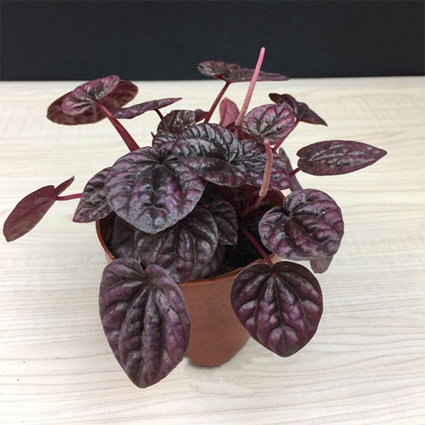 Peperomia caperata ' red '