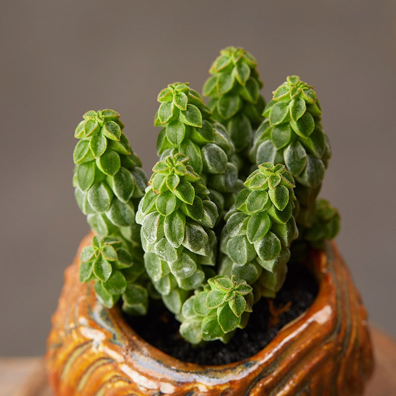 peperomia succulent Peperomia columella