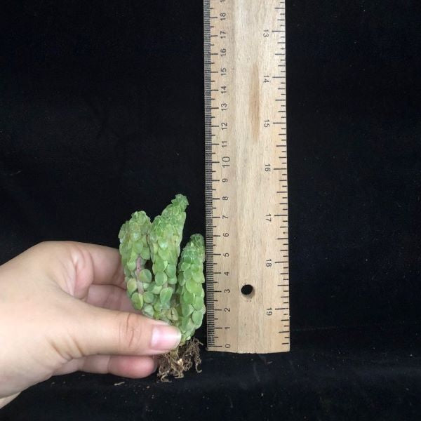 Peperomia columella