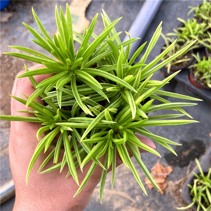 long thin succulent Peperomia ferreyrae for Sale