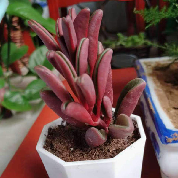 Peperomia graveolens