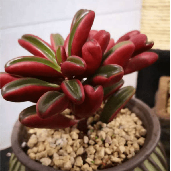 Peperomia graveolens
