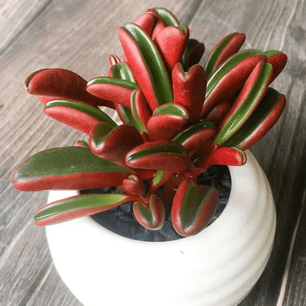 Peperomia graveolens