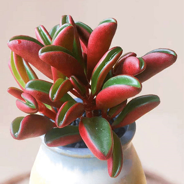 graveolens succulent Peperomia graveolens