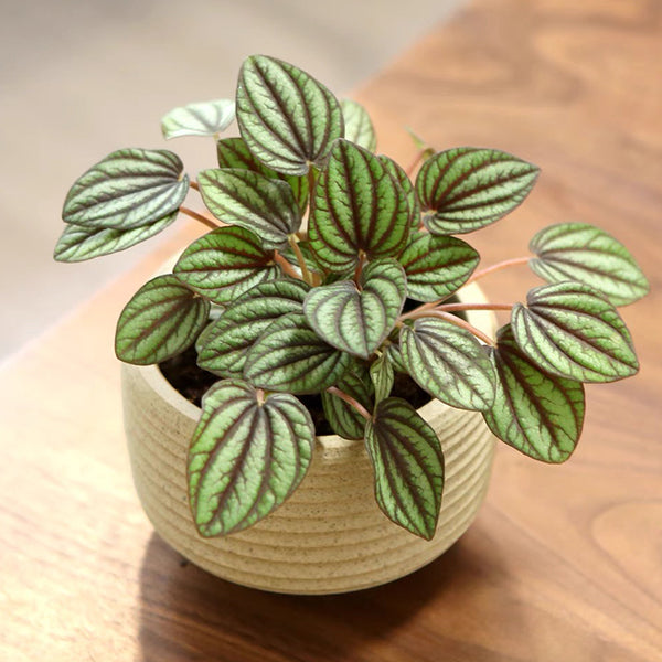 philodendron piccolo Peperomia 'Piccolo Banda' - Live Arrival Guarantee