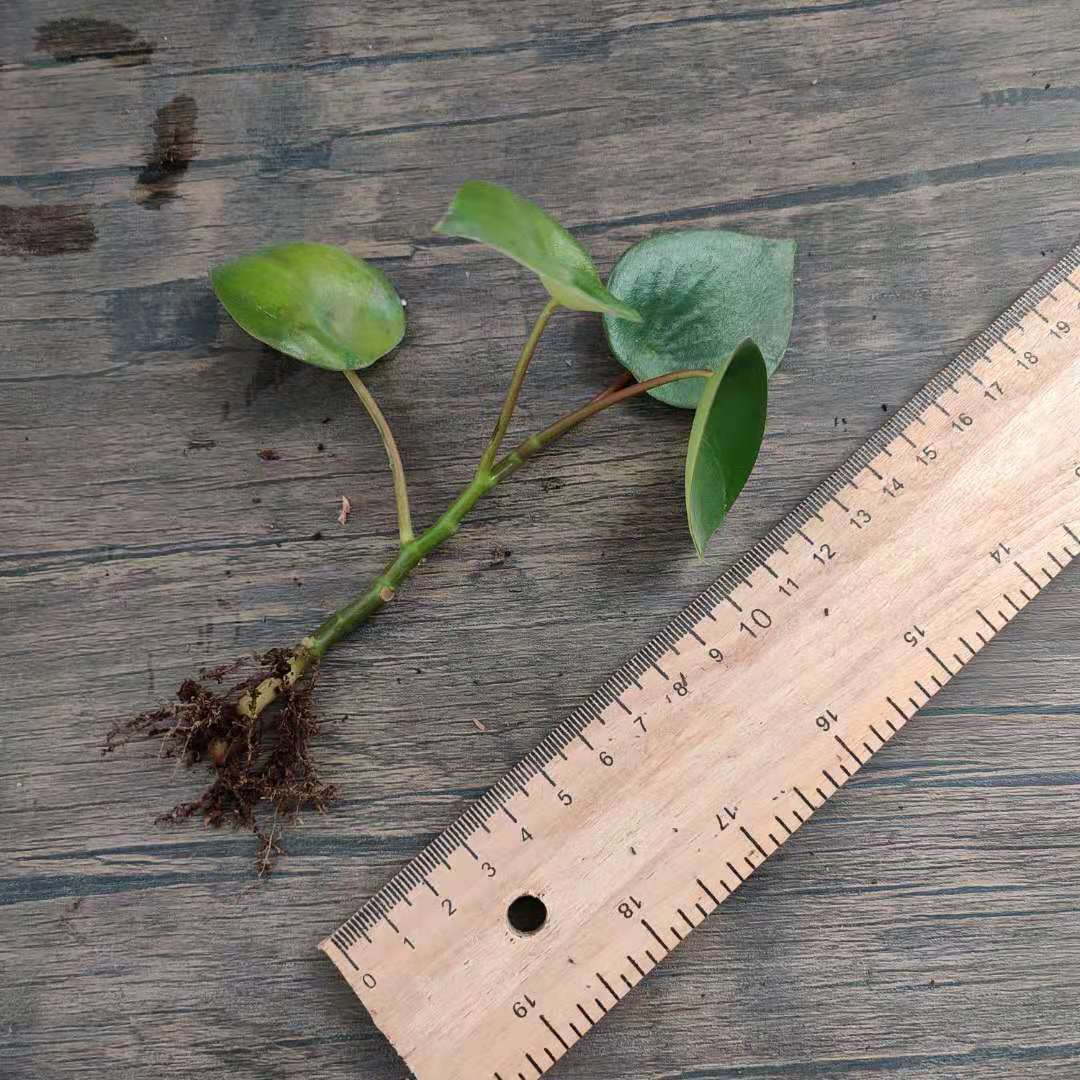 Peperomia polybotrya ' Raindrop '