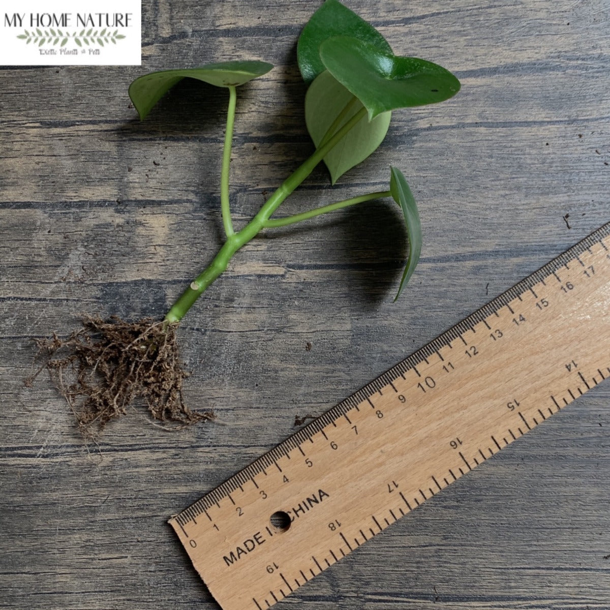 Peperomia polybotrya ' Raindrop '