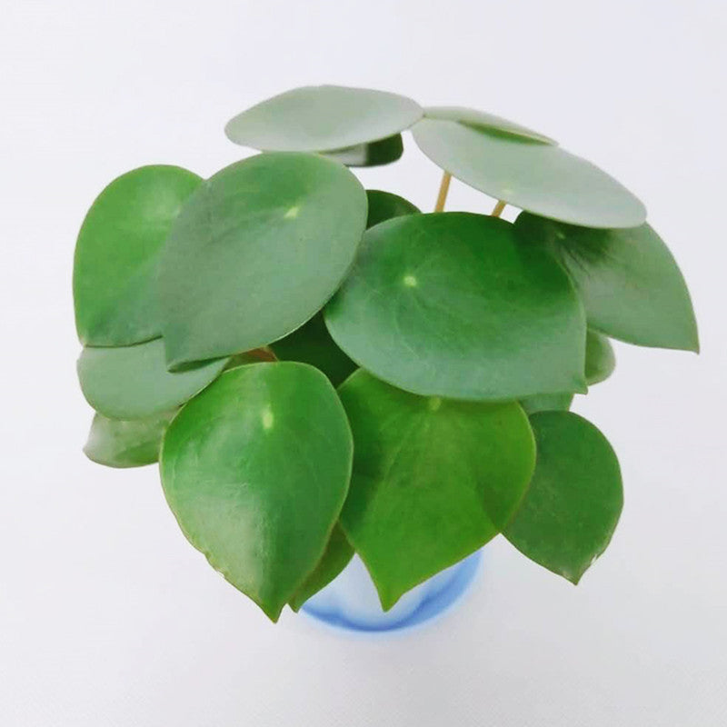 Peperomia polybotrya ' Raindrop '