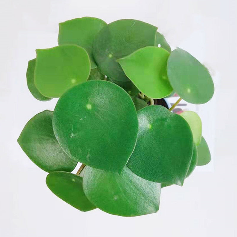 Peperomia polybotrya ' Raindrop '