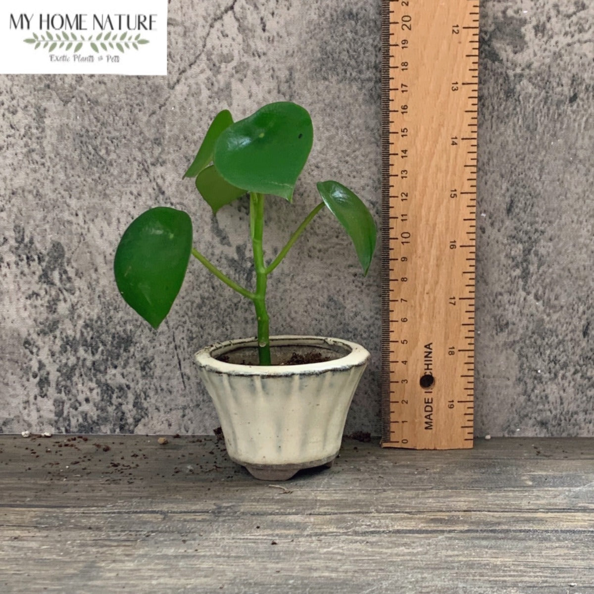 Peperomia polybotrya ' Raindrop '