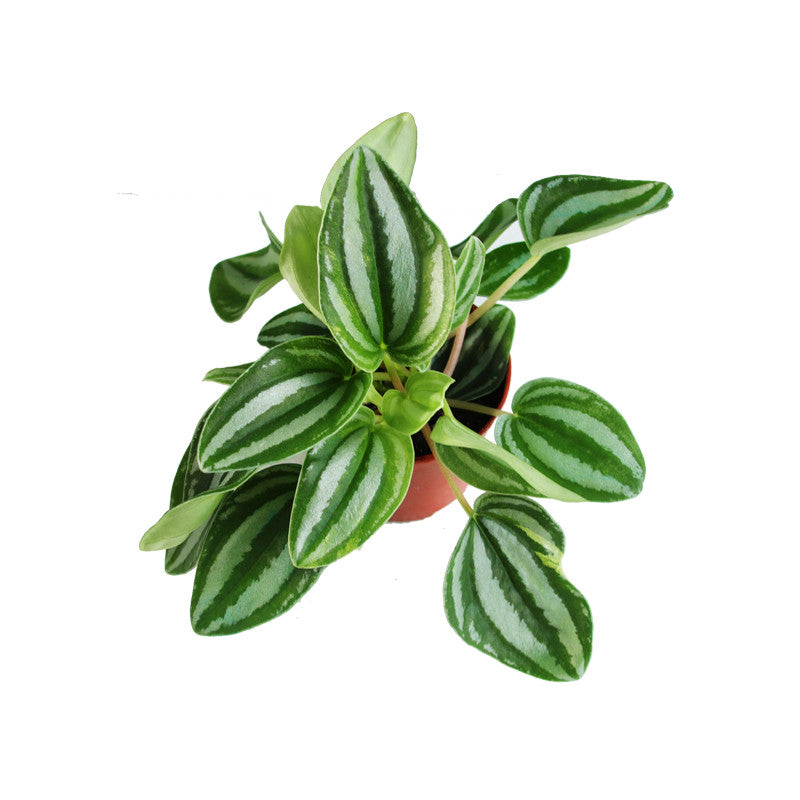 Sweetheart Peperomia ( Peperomia verschaffeltii )