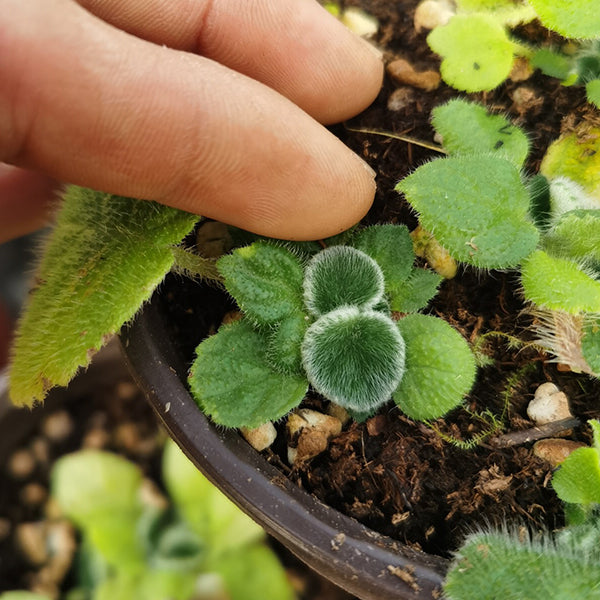 Petrocosmea sp.