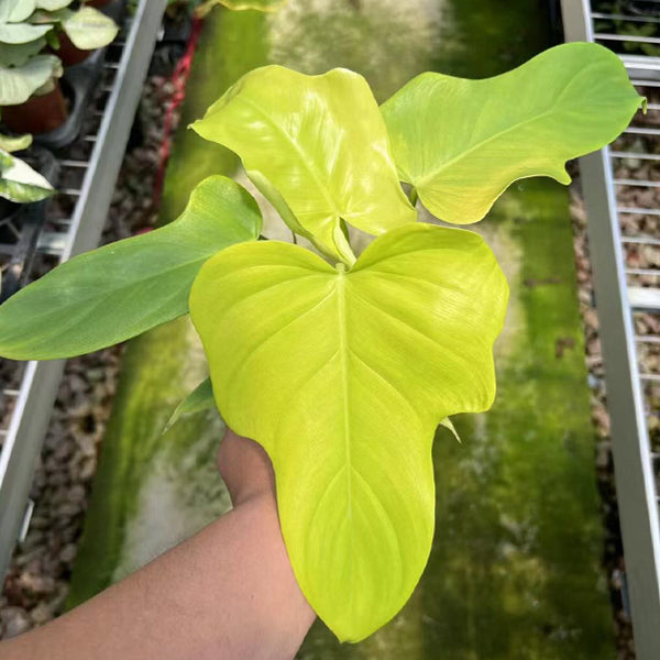 Philodendron Bipennifolium