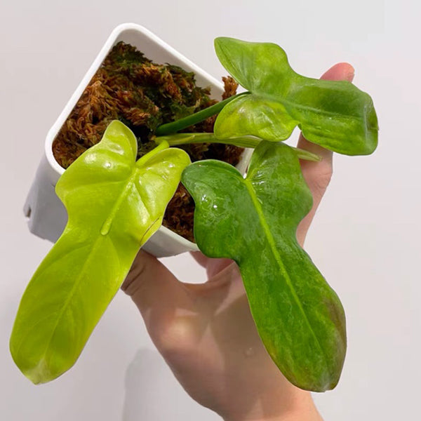 Philodendron Bipennifolium