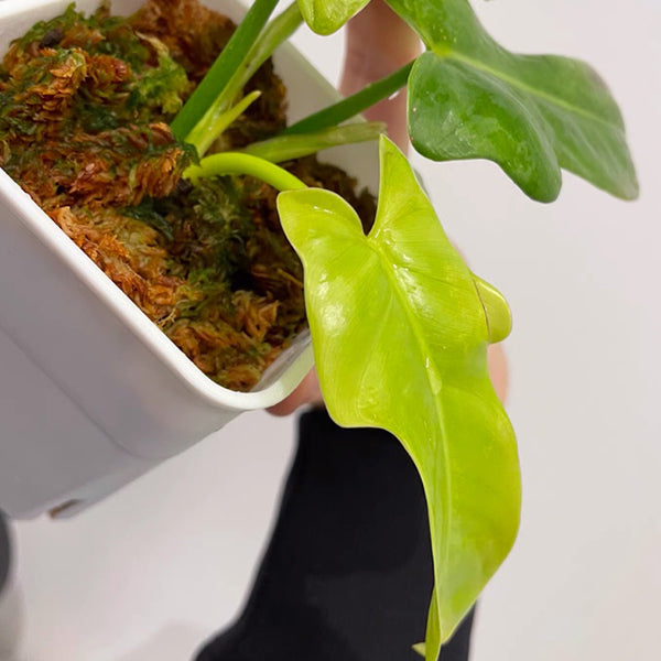 Philodendron Bipennifolium