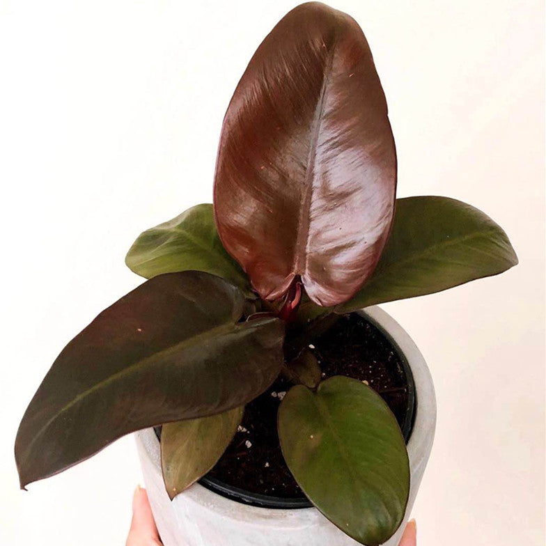 black cardinal philodendron site etsy.com Philodendron ' Black Cardinal ' for Sale