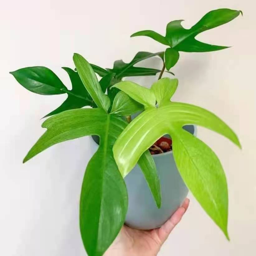 philodendron florida green vs pedatum Philodendron 'Florida green' for Sale