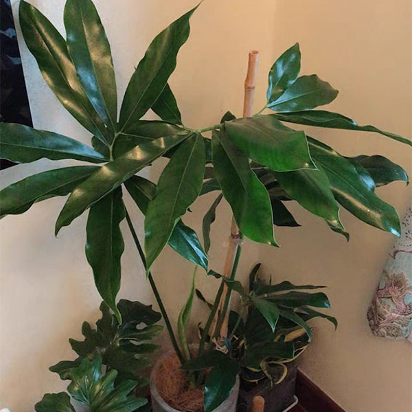 Philodendron goeldii