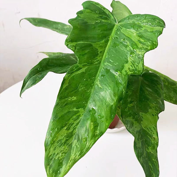 philodendron golden dragon care Philodendron Golden Dragon