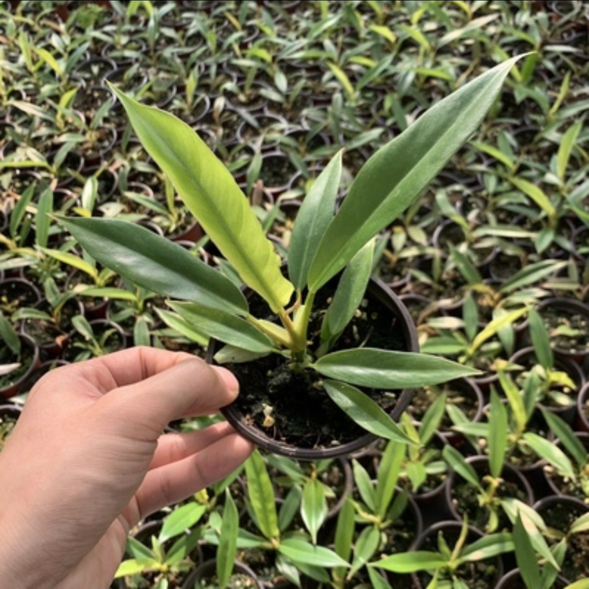 Philodendron ' Jungle boogie '