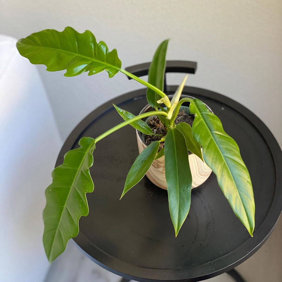 Philodendron ' Jungle boogie '