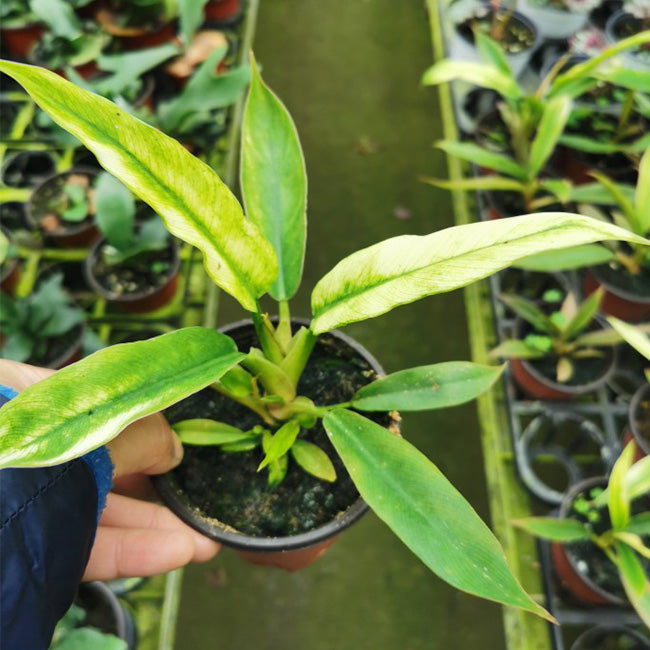lacy leaf philodendron for sale Philodendron lacerum var. for Sale