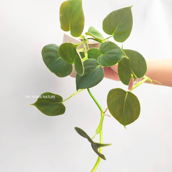 Philodendron lupinum