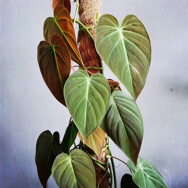 Philodendron micans