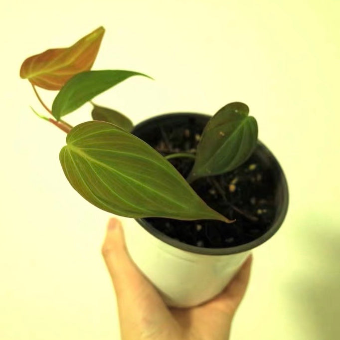 Philodendron micans