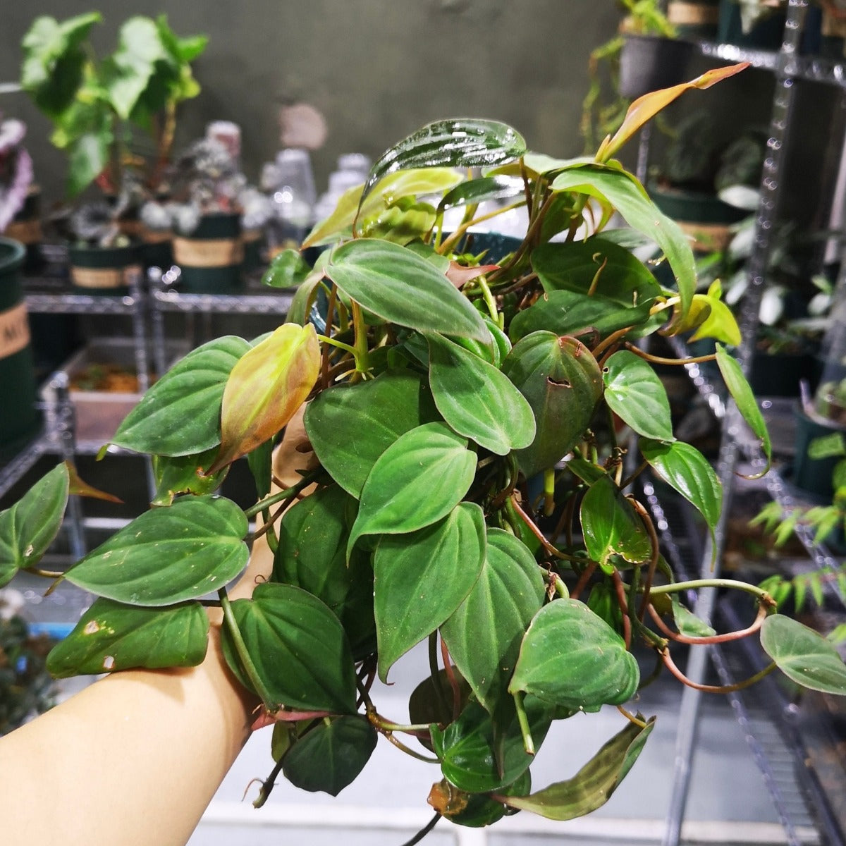 philodendron in crab tank Philodendron micans