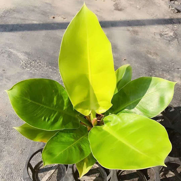 Philodendron ‘ Moonlight ’ ( Philodendron hybrid )
