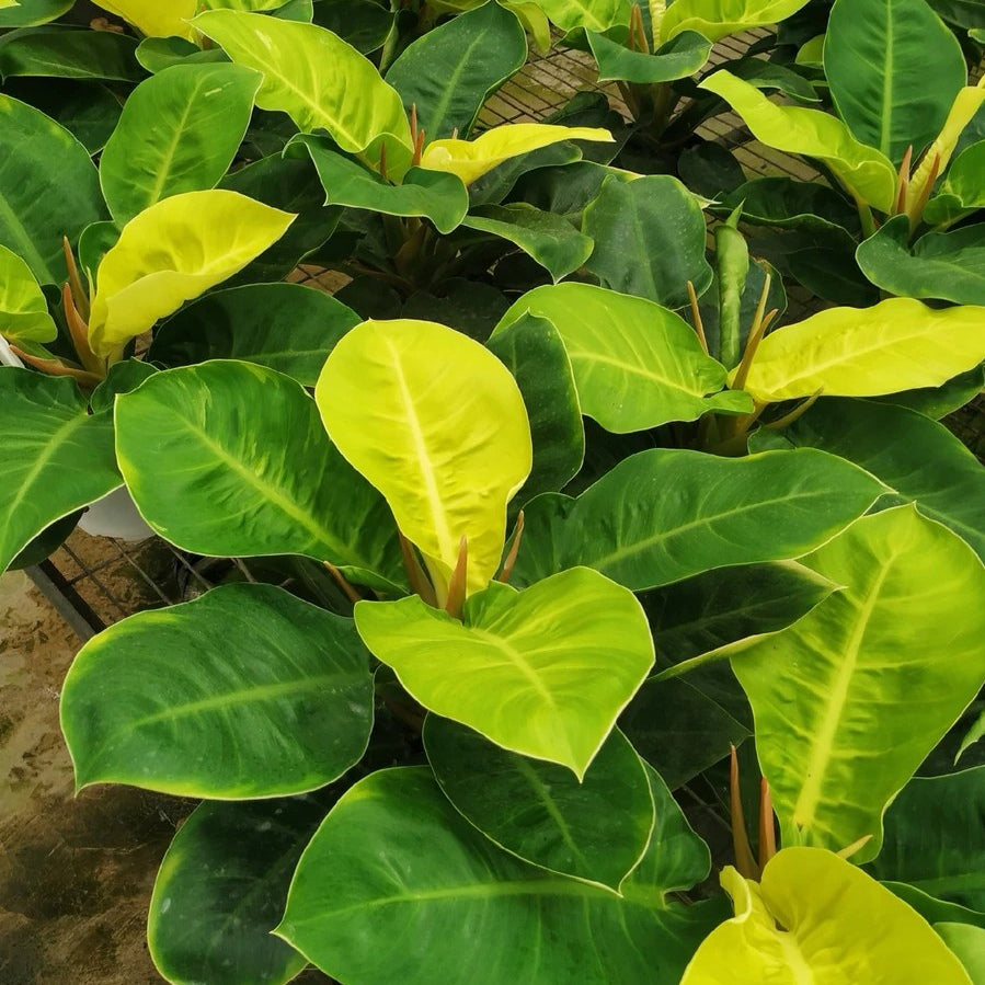 Philodendron ‘ Moonlight ’ ( Philodendron hybrid )