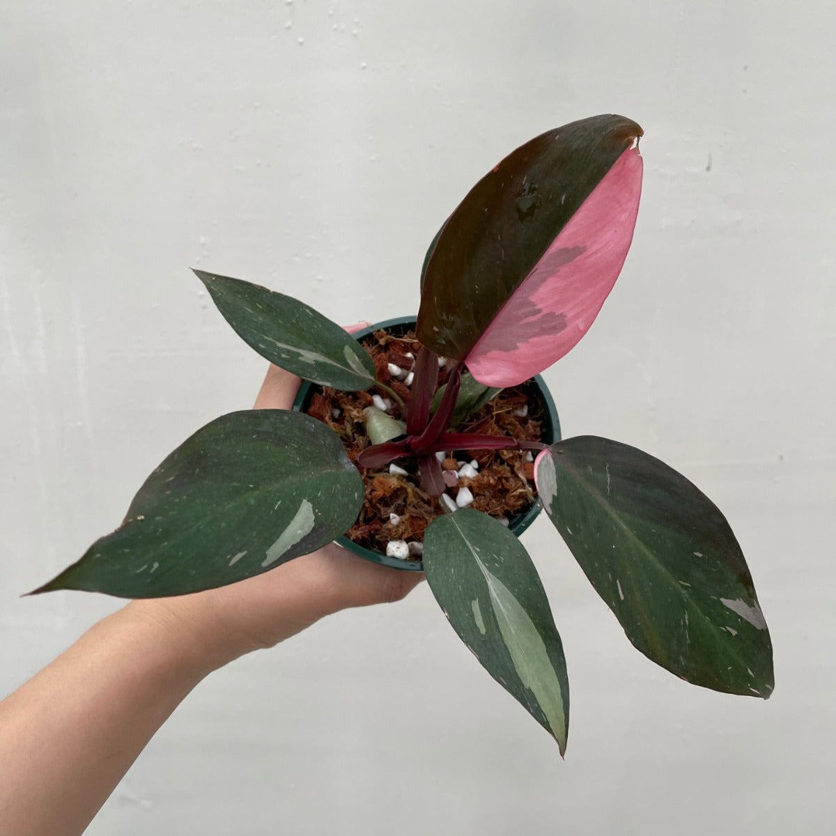 Philodendron Pink Princess