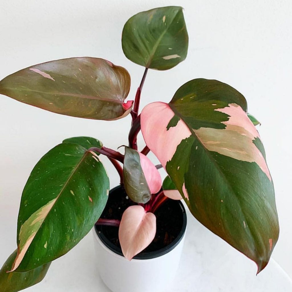 Philodendron Pink Princess