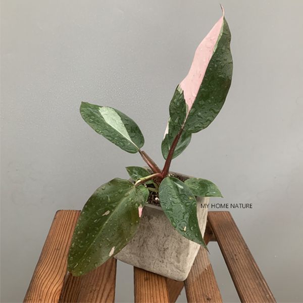 Philodendron Pink Princess