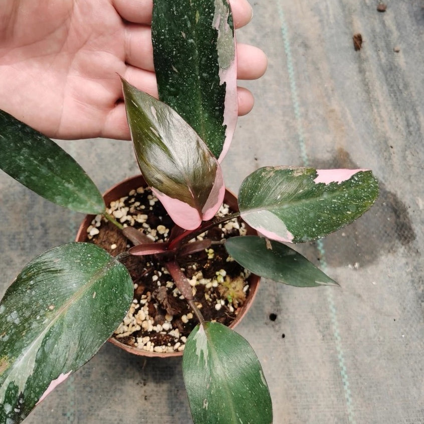 Philodendron Pink Princess