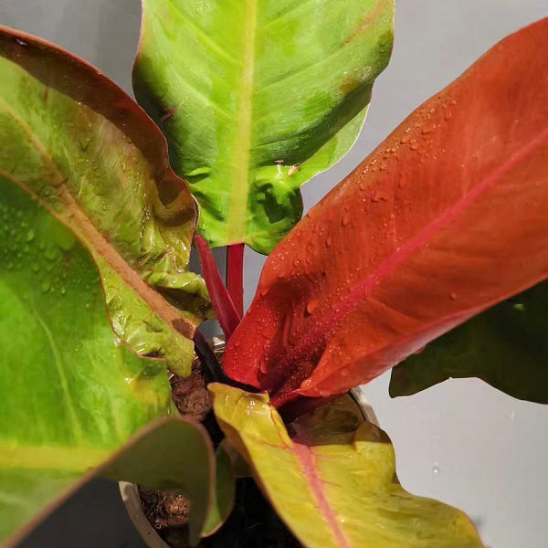 Philodendron ' Prince of Orange '