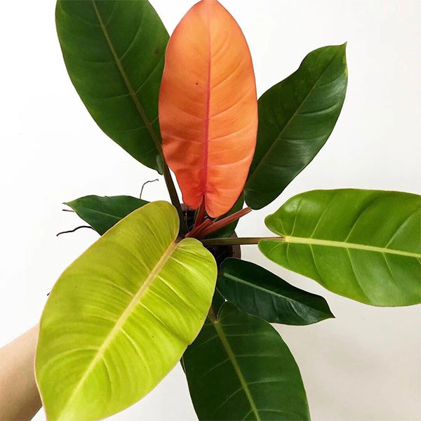 buy prince of orange philodendron Philodendron ' Prince of Orange '