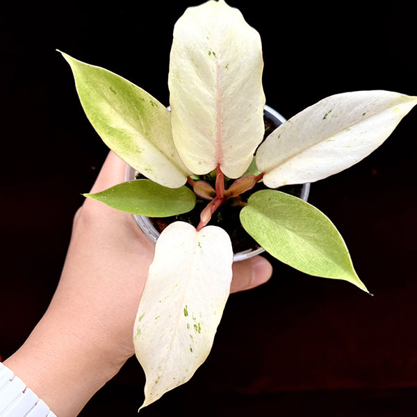 mature philodendron snowdrift Philodendron Snowdrift
