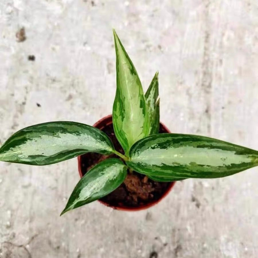 Dieffenbachia Maculata ‘ Tiki ’