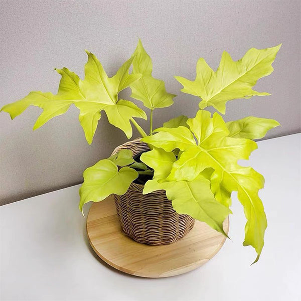 philodendron warscewiczii aurea care Philodendron warscewiczii ’ Aurea flavum ’
